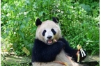 定了！大熊猫云川和鑫宝将赴美 期限10年
